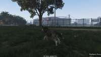 Comment devenir un husky chien dans GTA 5.