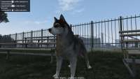 Dans GTA 5, vous pouvez transformer en un husky chien!