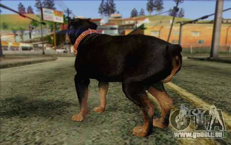 Rottweiler from GTA 5 Skin 3 pour GTA San Andreas